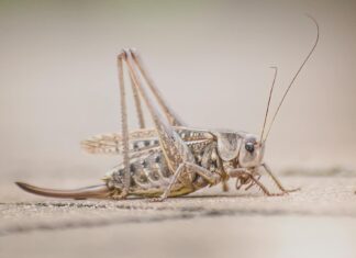 Rajasthan Royals Vs Royal Challengers Bangalore Scorecard Match Rajasthan Royals Vs Royal Challengers Bangalore Scorecard Match