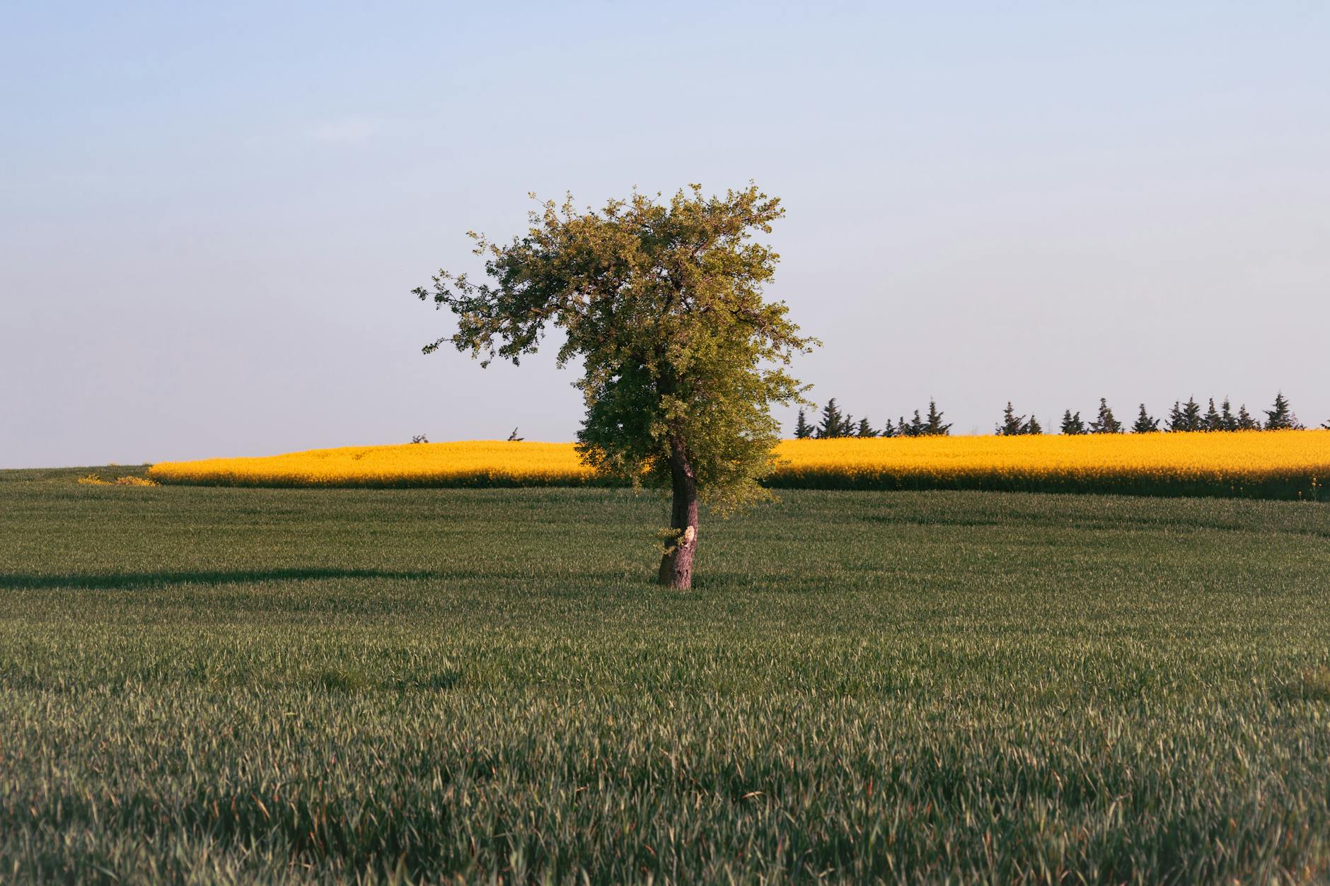 Conclusion and Future Implications