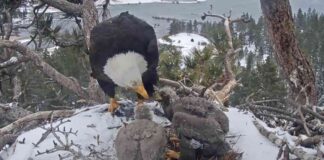 sunny-and-gizmo-big-bears-new-bald-eagle-residents