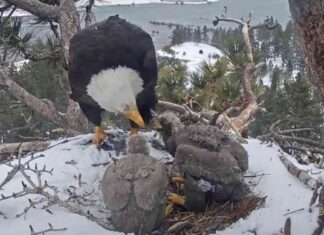 Sunny and Gizmo: Big Bear’s New Bald Eagle Residents sunny-and-gizmo-big-bears-new-bald-eagle-residents