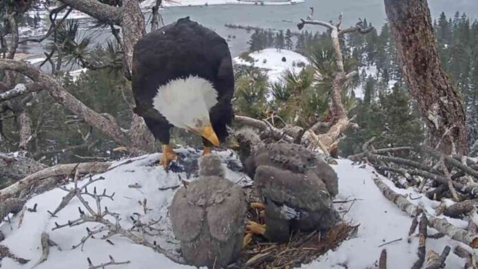sunny-and-gizmo-big-bears-new-bald-eagle-residents