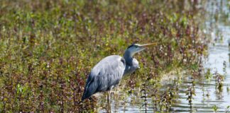 Switzerland National Football Team vs Italy National Football Team Lineups Switzerland National Football Team vs Italy National Football Team Lineups
