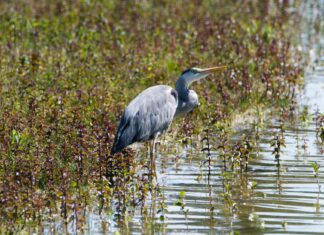 Switzerland National Football Team vs Italy National Football Team Lineups Switzerland National Football Team vs Italy National Football Team Lineups
