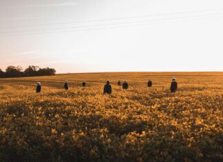 Wolverhampton Wanderers F.C. Vs Newcastle United F.C. Lineups Wolverhampton Wanderers F.C. Vs Newcastle United F.C. Lineups