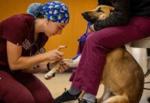 balancing-act-the-demand-for-veterinary-students-amid-rising-debt-and-suicide-rates