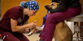 balancing-act-the-demand-for-veterinary-students-amid-rising-debt-and-suicide-rates