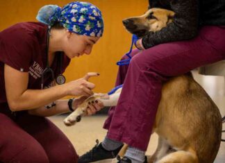 Balancing Act: The Demand for Veterinary Students Amid Rising Debt and Suicide Rates balancing-act-the-demand-for-veterinary-students-amid-rising-debt-and-suicide-rates