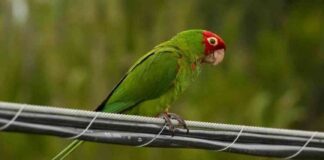 man-caught-smuggling-6-parrots-in-boots-at-the-border-officials-report
