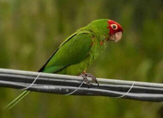 Man caught smuggling 6 parrots in boots at the border, officials report man-caught-smuggling-6-parrots-in-boots-at-the-border-officials-report