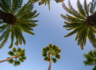 Things To Do In Hollywood California That Will Amaze You