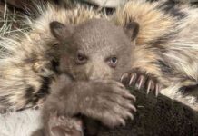 Rescued Cub Being Raised by Humans in Bear Costumes rescued-cub-being-raised-by-humans-in-bear-costumes