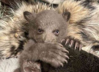 Rescued Cub Being Raised by Humans in Bear Costumes rescued-cub-being-raised-by-humans-in-bear-costumes