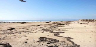 s-it-safe-to-swim-at-las-beaches-months-after-the-fires