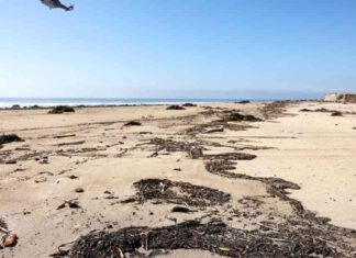 Is it Safe to Swim at L.A.’s Beaches Months After the Fires? s-it-safe-to-swim-at-las-beaches-months-after-the-fires